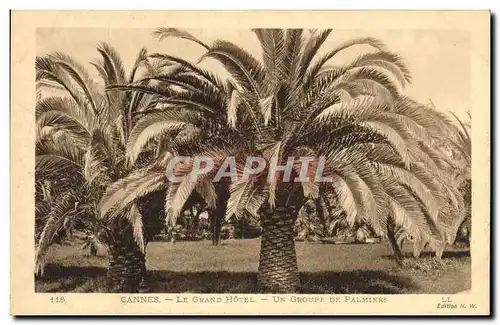 Cartes postales Cannes Le grand Hotel Un groupe de Palmiers Palmier