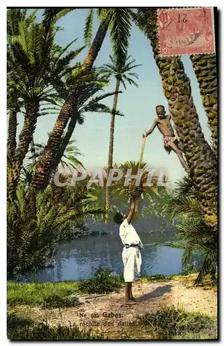 Cartes postales Palmiers Palmier Gabes La recolte des dattes