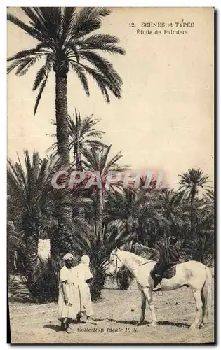 Cartes postales Etude de Palmiers Cheval Palmier