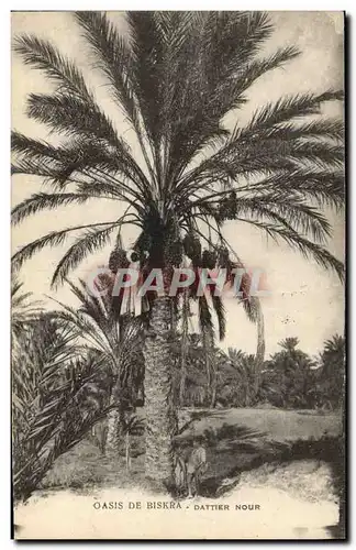 Cartes postales Palmiers Palmier Biskra Dattier noir