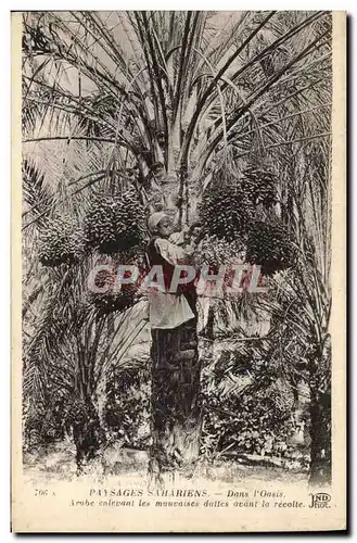 Cartes postales Palmiers Palmier Dans l&#39oasis Arabe enlevant les mauvaises dattes avant la recolte