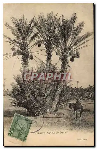 Vintage Postcard Palm trees Palm tree Modes of dates Donkey Mule�