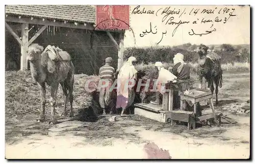 Cartes postales Palmiers Palmier Chameau Dattes