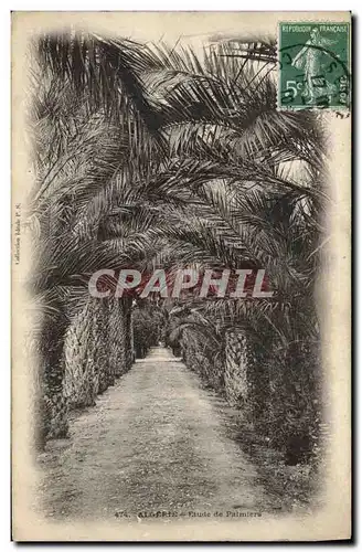 Cartes postales Algerie Etude de Palmiers Palmier