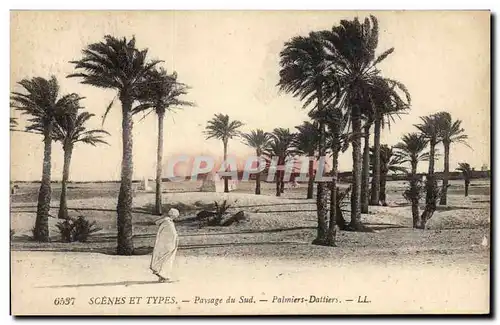 Cartes postales Palmiers dattiers Paysage du Sud Palmier