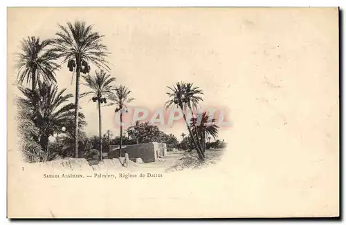 Cartes postales Palmiers Sahara Algerien Regime de dattes Palmier