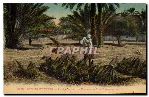 Cartes postales Palmiers Palmier La recolte des dattes Les regimes