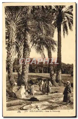 Cartes postales Palmiers Palmier Dans la palmeraie Sud Algerien