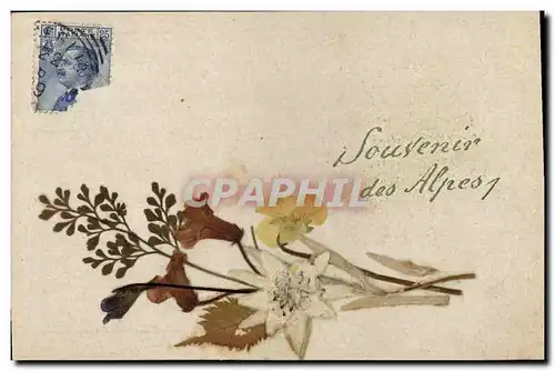 Cartes postales Fantaisie Fleurs sechees