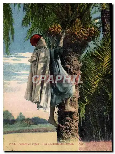 Ansichtskarte AK Palmiers Palmier La ceuillette des dattes Cueillette