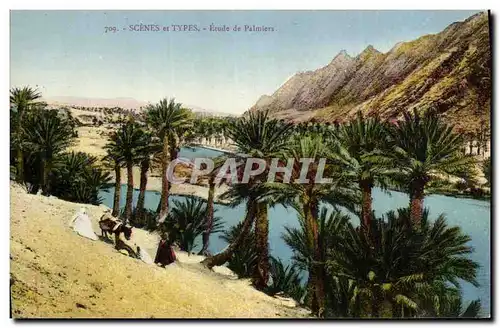 Cartes postales Etude de Palmiers Palmier