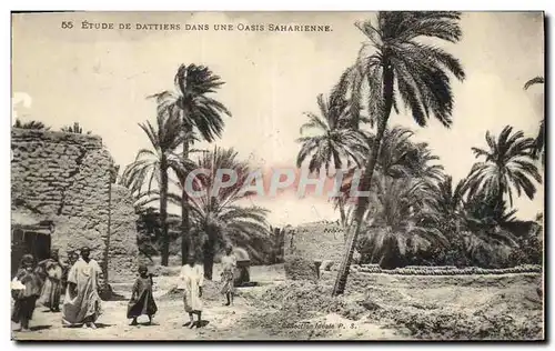 Ansichtskarte AK Palmiers Palmier Etude de dattiers dans une oasis saharienne