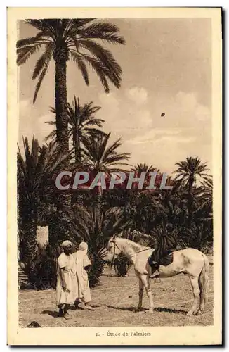 Ansichtskarte AK Etude de Palmiers Palmier
