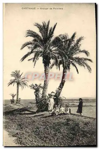 Cartes postales Carthage Groupe de Palmiers Palmier