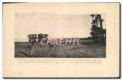 Ansichtskarte AK Palmiers Palmier La cueillette des dattes a l&#39extreme de la palmeraie au pied des Garas des B