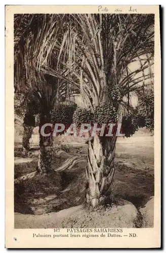 Cartes postales Palmiers Palmier Paysages sahariens Palmiers portant leurs regimes de dattes