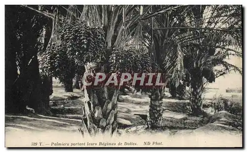 Cartes postales Palmiers portant leurs regimes de dattes Palmier