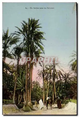Cartes postales Un sentier sous les Palmiers Palmier
