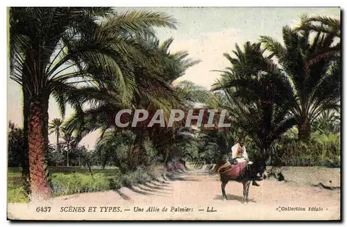 Cartes postales Une allee de Palmiers Palmier