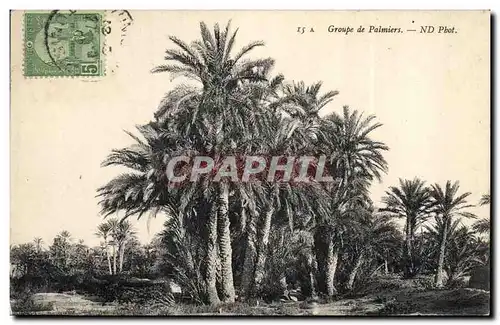 Cartes postales Groupe de Palmiers Palmier
