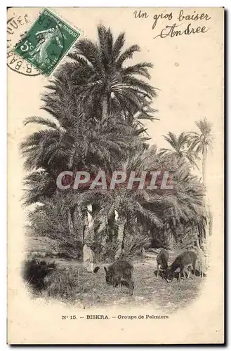 Cartes postales Biskra Groupe de Palmiers Palmier