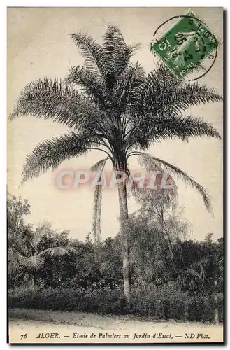 Ansichtskarte AK Palmiers Palmier Alger Etude de palmiers au jardin d&#39essai