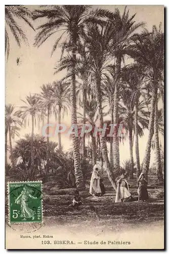 Cartes postales Biskra Etude de Palmiers Palmier