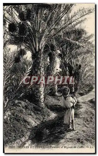 Ansichtskarte AK Palmiers et Regimes de dattes Palmier