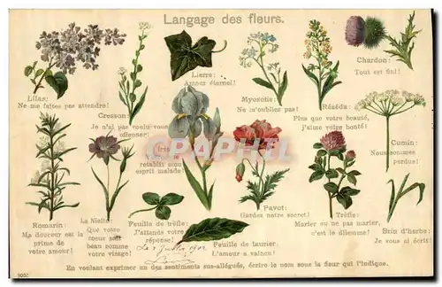 Cartes postales Fantaisie Langage des Fleurs