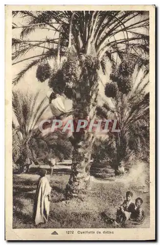 Cartes postales Palmiers Palmier Cueillette des dattes
