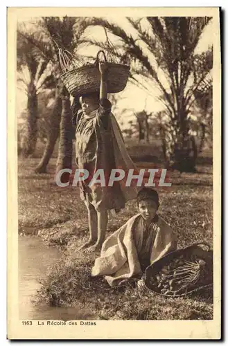 Cartes postales Palmiers Palmier La recolte des dattes