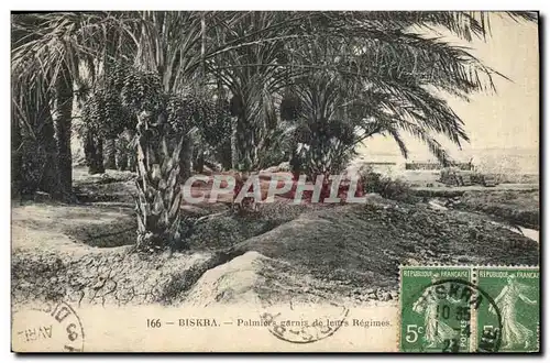 Cartes postales Palmiers Palmier Biskra Palmiers garnis de leurs regimes