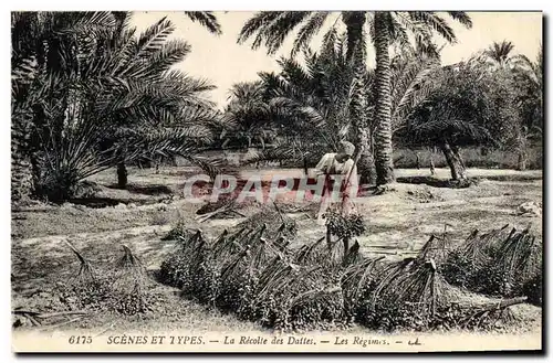 Cartes postales Palmiers Palmier La recolte des dattes Les regimes