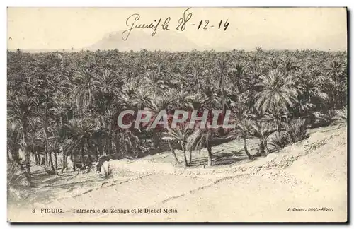 Cartes postales Palmiers Palmier Figuig Palmeraie de Zenaga et le Djebel Melia