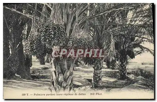 Cartes postales Palmiers portant leurs regimes de dattes Palmier