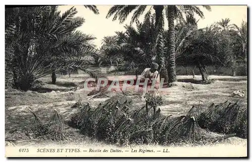 Cartes postales Palmiers Palmier Recolte des dattes Les regimes
