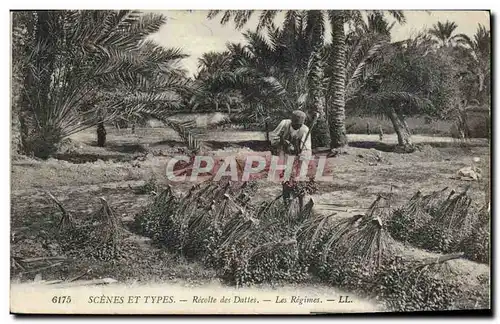 Ansichtskarte AK Palmiers Palmier Recolte des dattes Les regimes