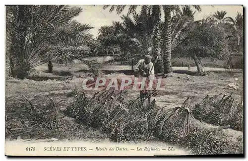 Cartes postales Palmiers Palmier Recolte des dattes Les regimes