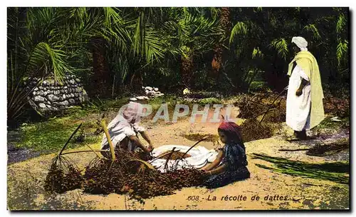 Cartes postales Palmiers Palmier La recolte des dattes