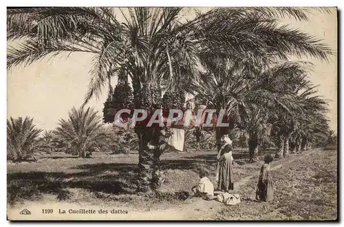 Cartes postales Palmiers Palmier La cueillette des dattes