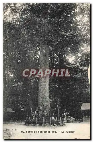 Cartes postales Arbre Foret de Fontainebleau Le jupiter