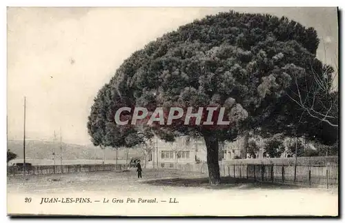 Ansichtskarte AK Arbre Juan les Pins Le gros pin parasol