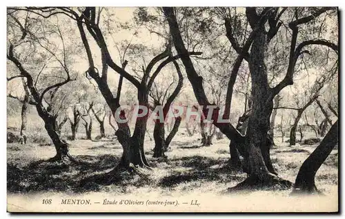 Cartes postales Arbre Menton Etude d&#39oliviers Contre jour