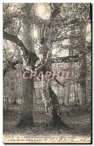 Ansichtskarte AK Arbre Foret de Fontainebleau Le chene charne