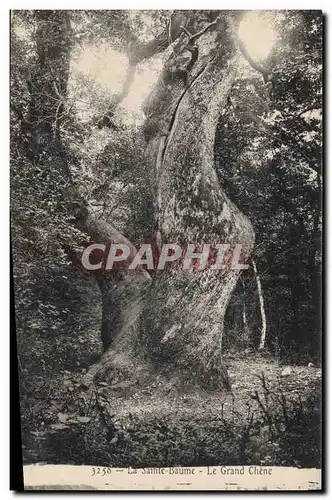 Cartes postales Arbre La Sainte Baume le grand chene