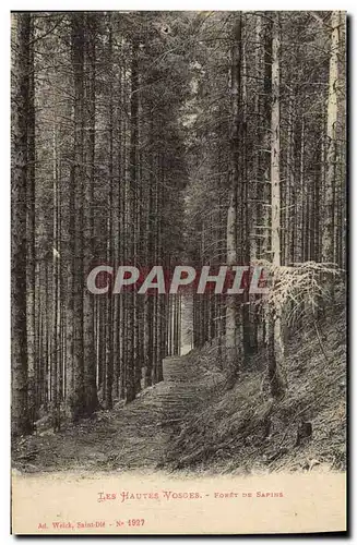 Ansichtskarte AK Arbre Hautes Vosges Foret de sapins