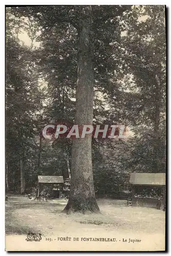 Ansichtskarte AK Arbre Foret de Fontainebleau Le Jupiter