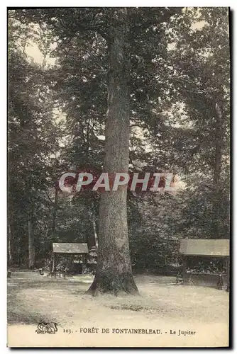 Cartes postales Arbre Foret de Fontainebleau Le Jupiter