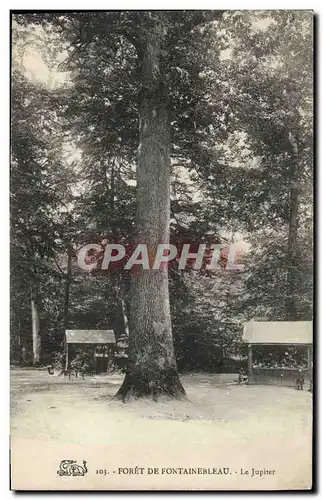 Ansichtskarte AK Arbre Foret de Fontainebleau Le Jupiter