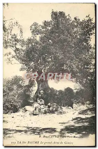 Ansichtskarte AK Arbre La Sainte Baume Le grand chene de Giniez